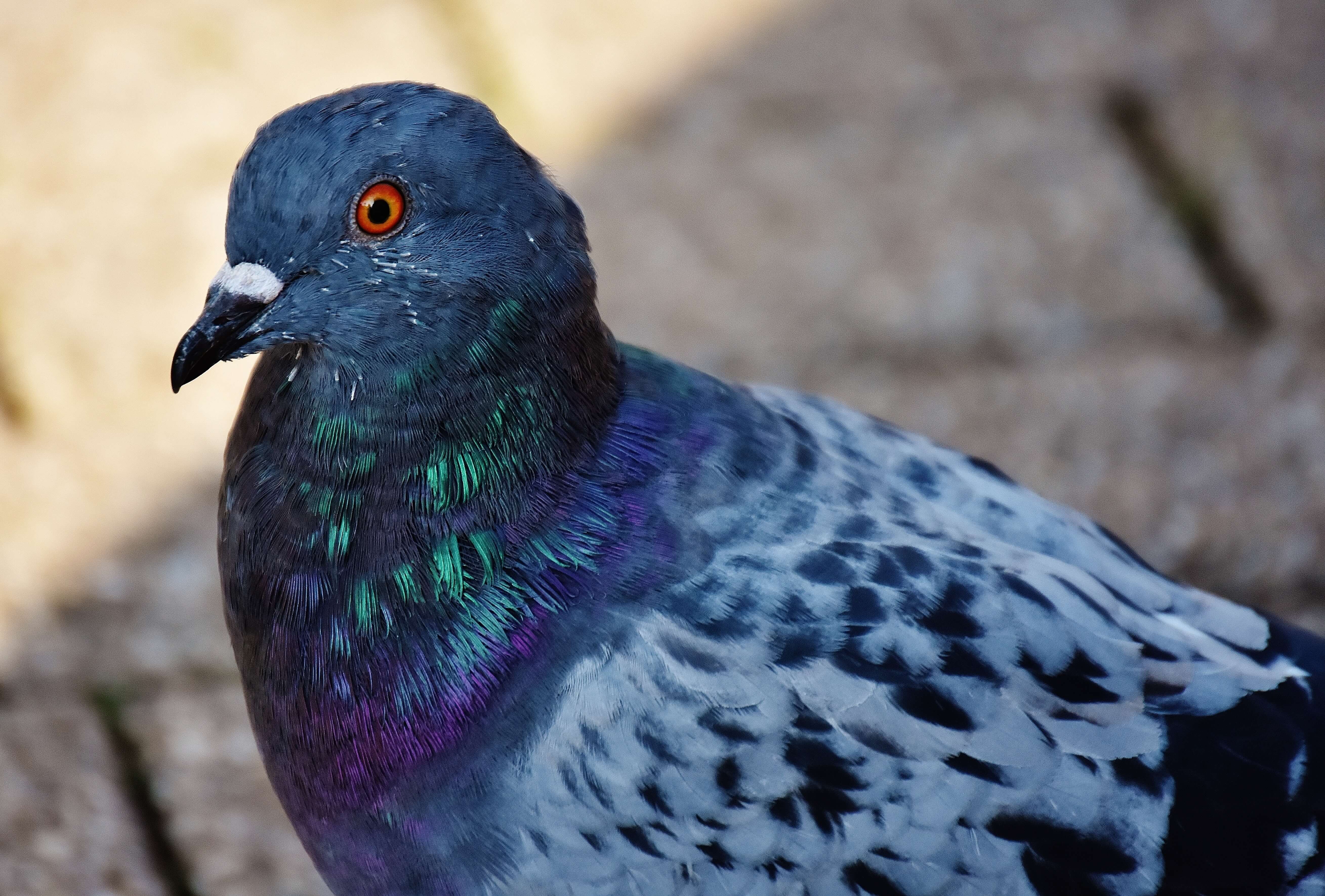 ¿Es práctico esterilizar a las palomas?