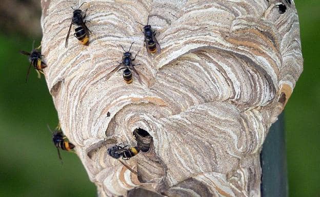 Aconsejan controlar a la avispa asiática antes de la primavera