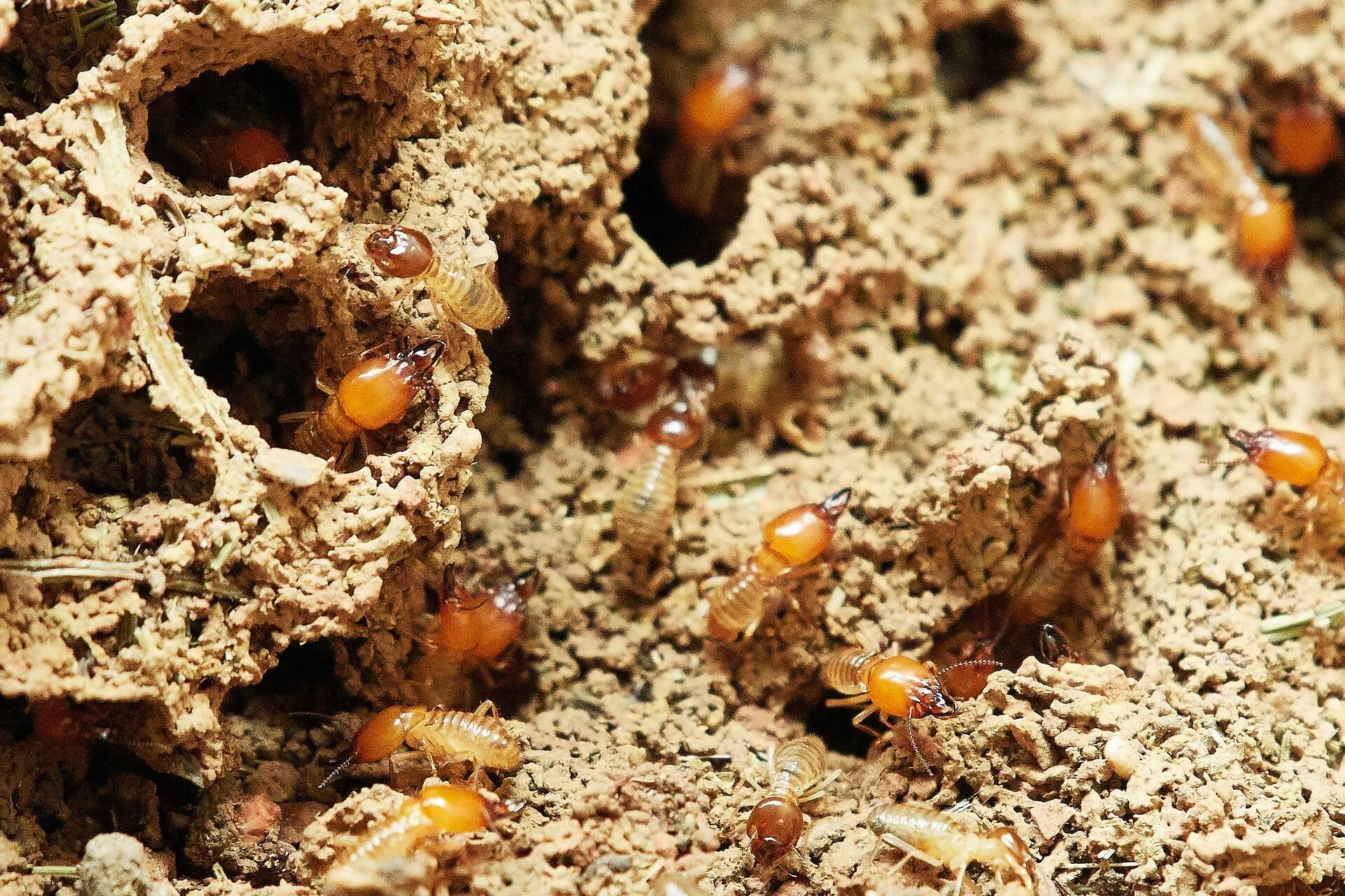 ¿Qué hacer ante una plaga de termitas?