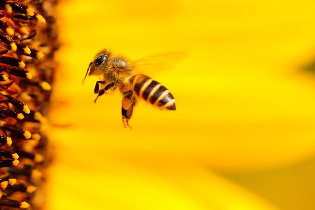 La abeja inglesa al borde de la extinción