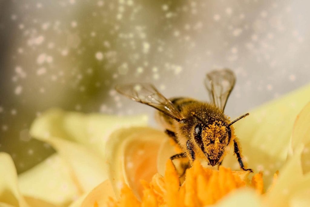 La abeja inglesa al borde de la extinción