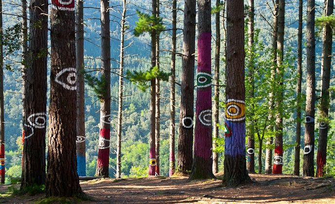 El bosque de Oma afectado por la banda marrón