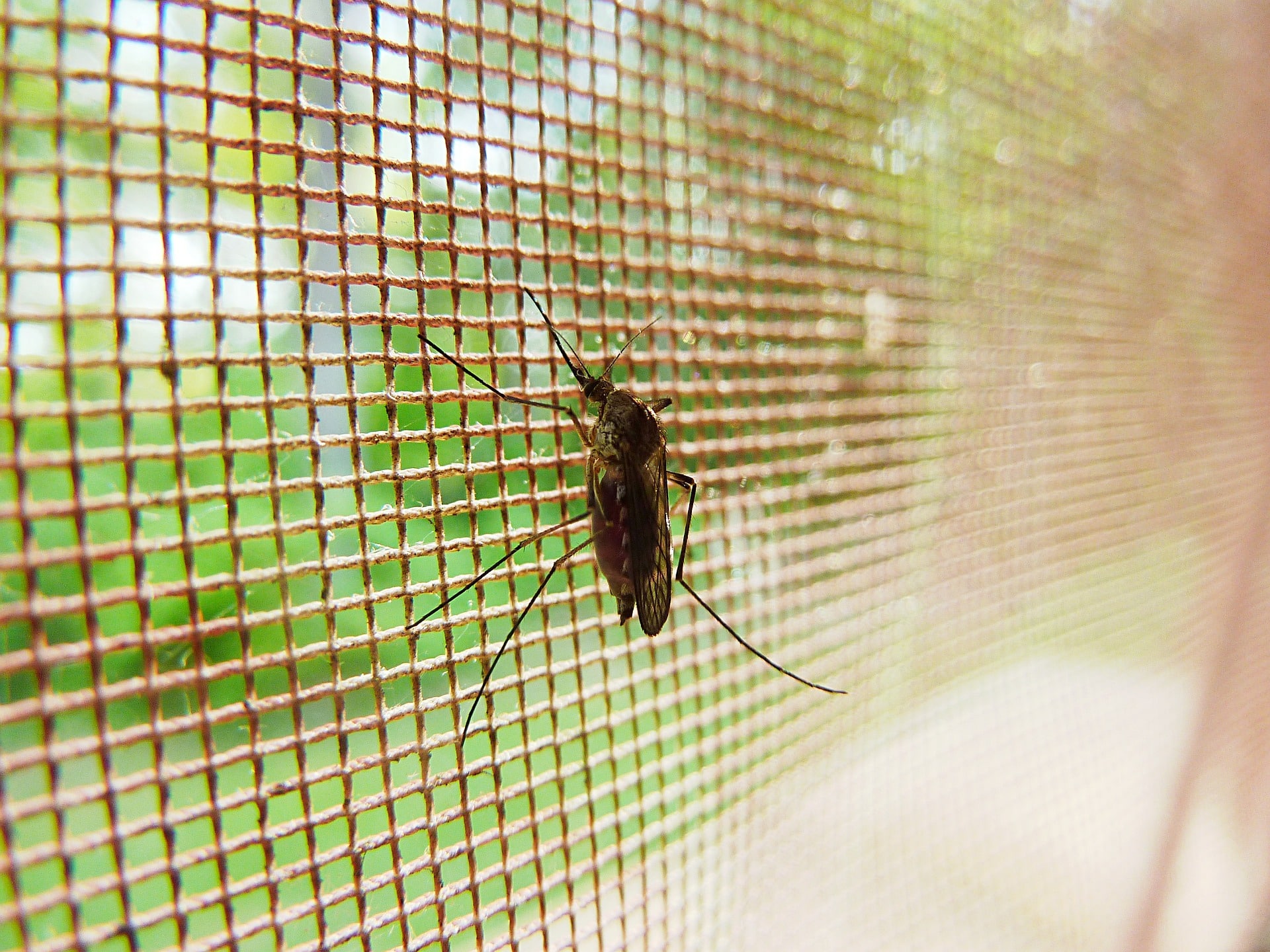 mosquitos en verano