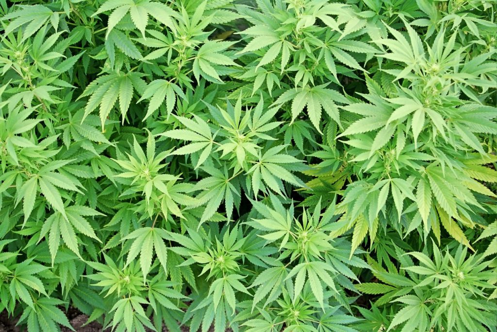 plantas de marihuana infestadas por varias plagas en Mungia