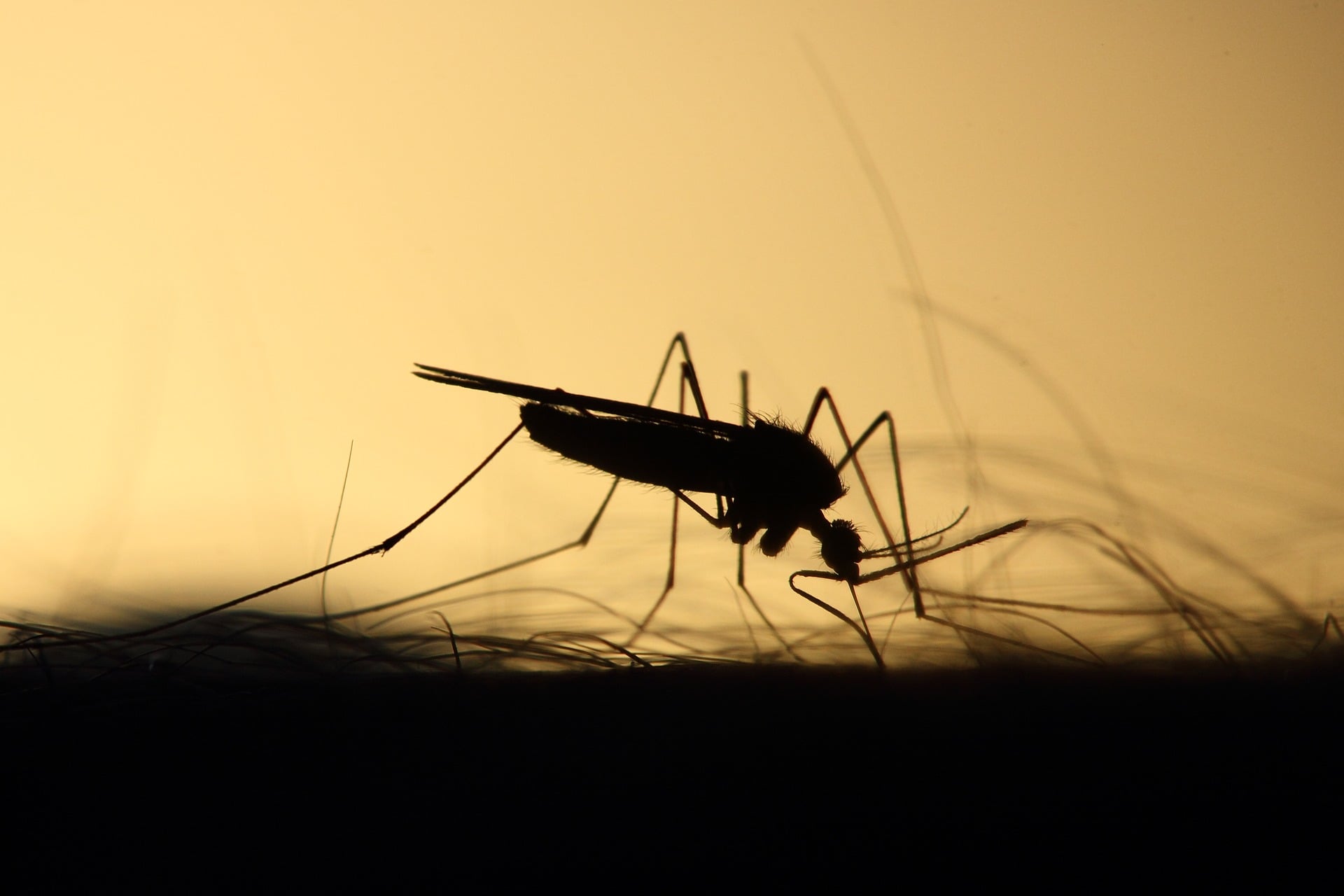 plaga de mosquitos en castellon