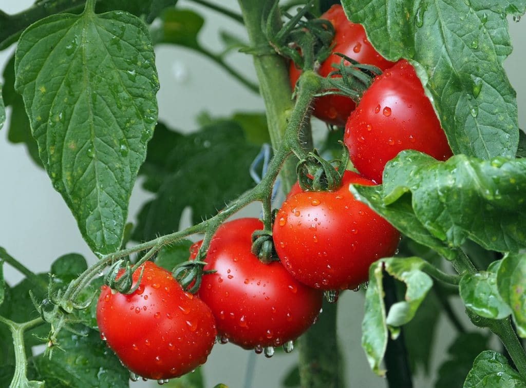 pesticidas caseros