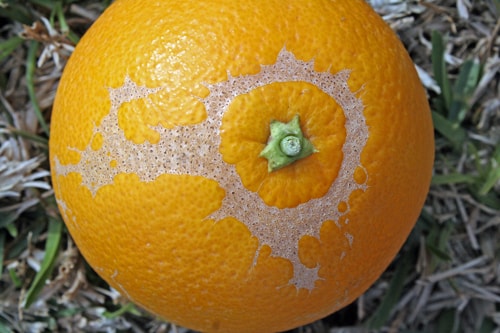 Trips en naranja