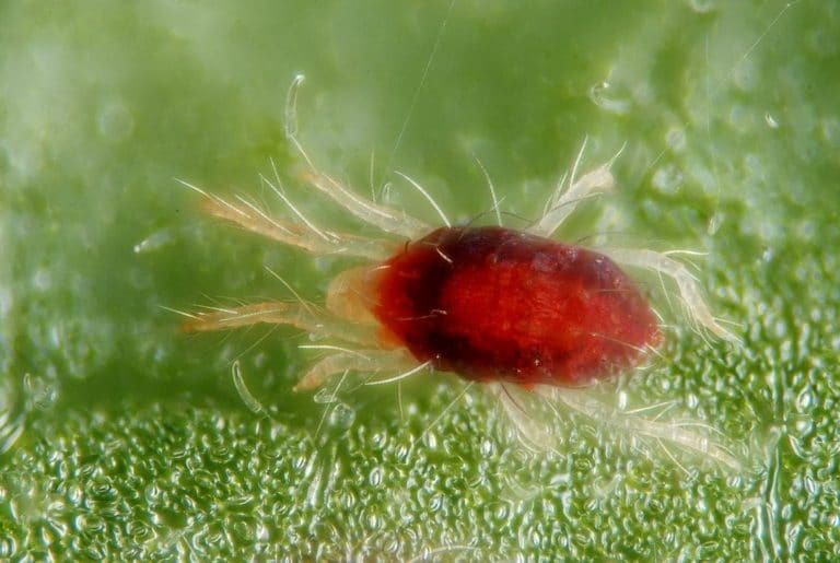 Qu Plagas Atacan A Los Naranjos Fuminor Fumigaciones En Bilbao