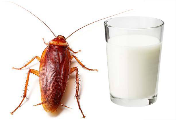 leche-de-cucaracha