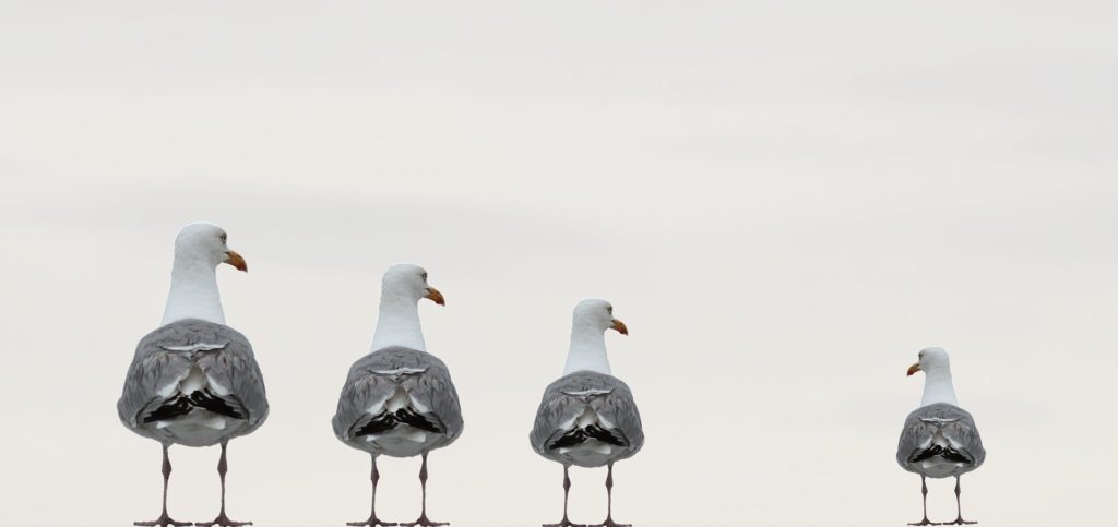 las gaviotas en Bilbao en verano