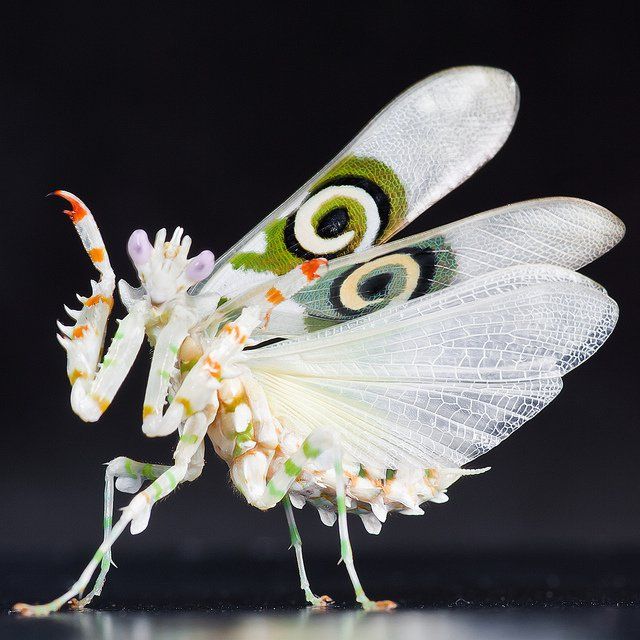 Mantis-flor-Pseudocreobotra-wahlbergii