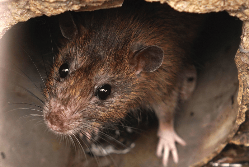 10 curiosidades sobre las ratas en Bilbao