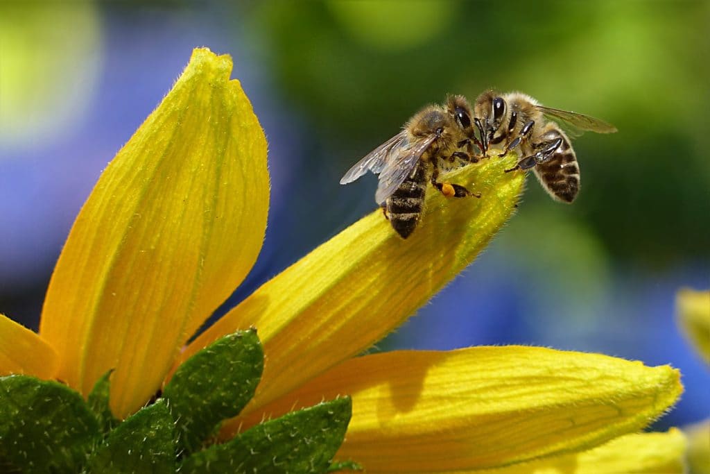 abejas raras