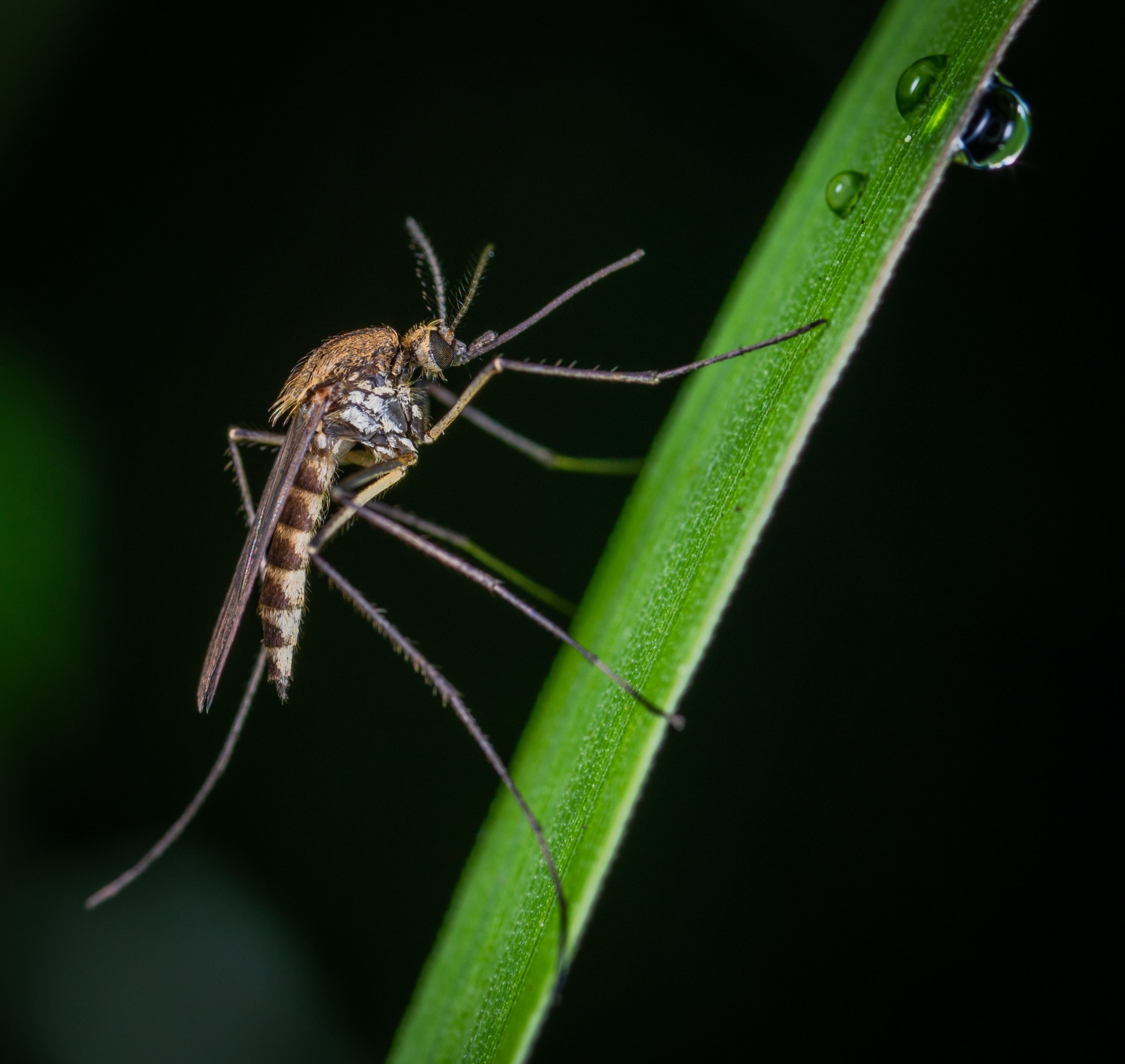 mosquitos en Euskadi