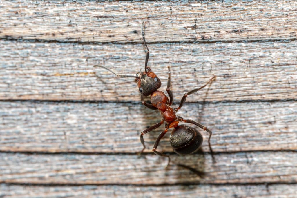 curiosidades-sobre-las-hormigas