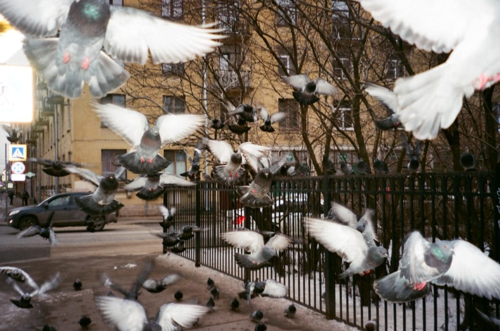 plaga de palomas