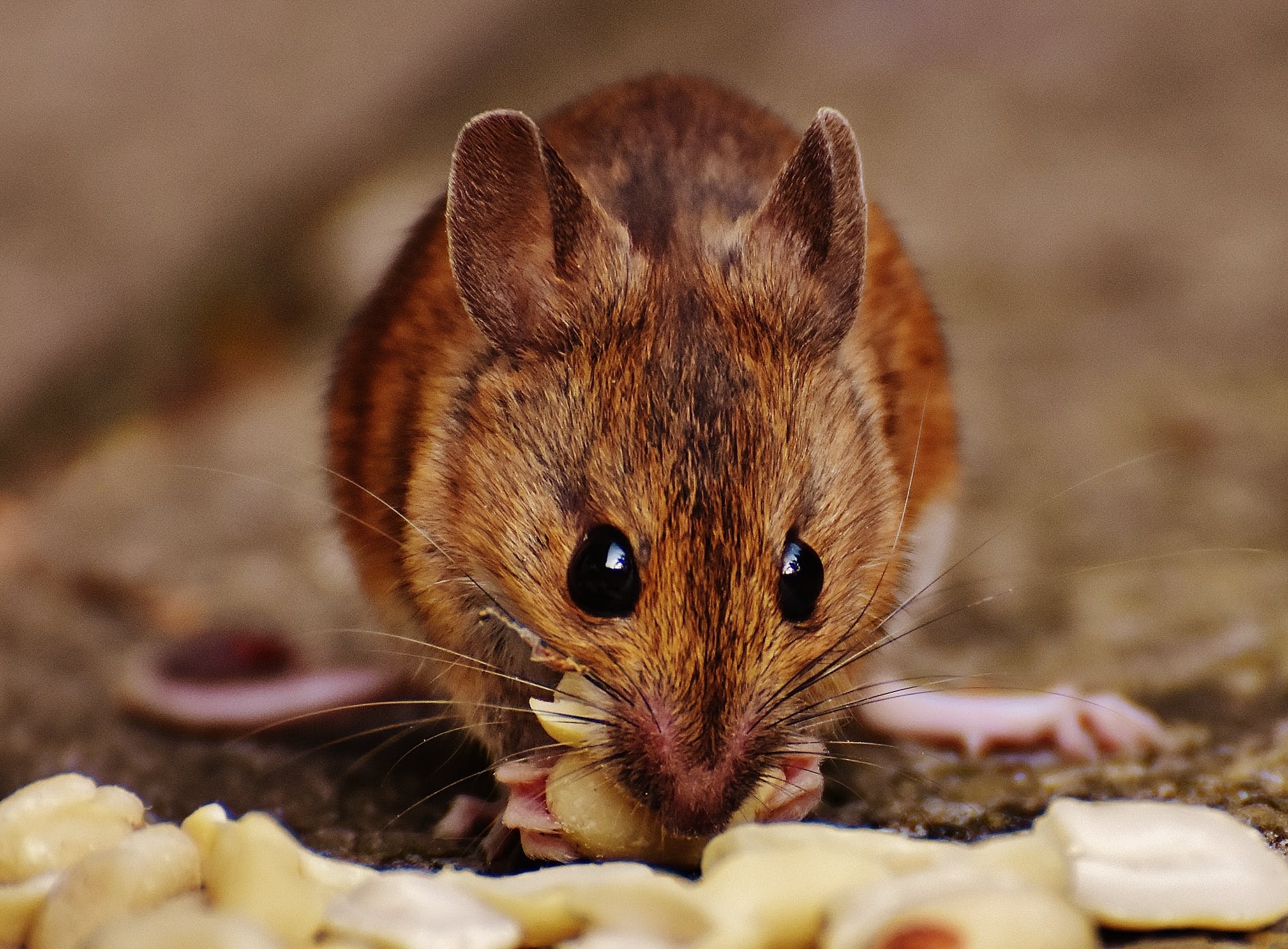 diferencias entre ratas y ratones