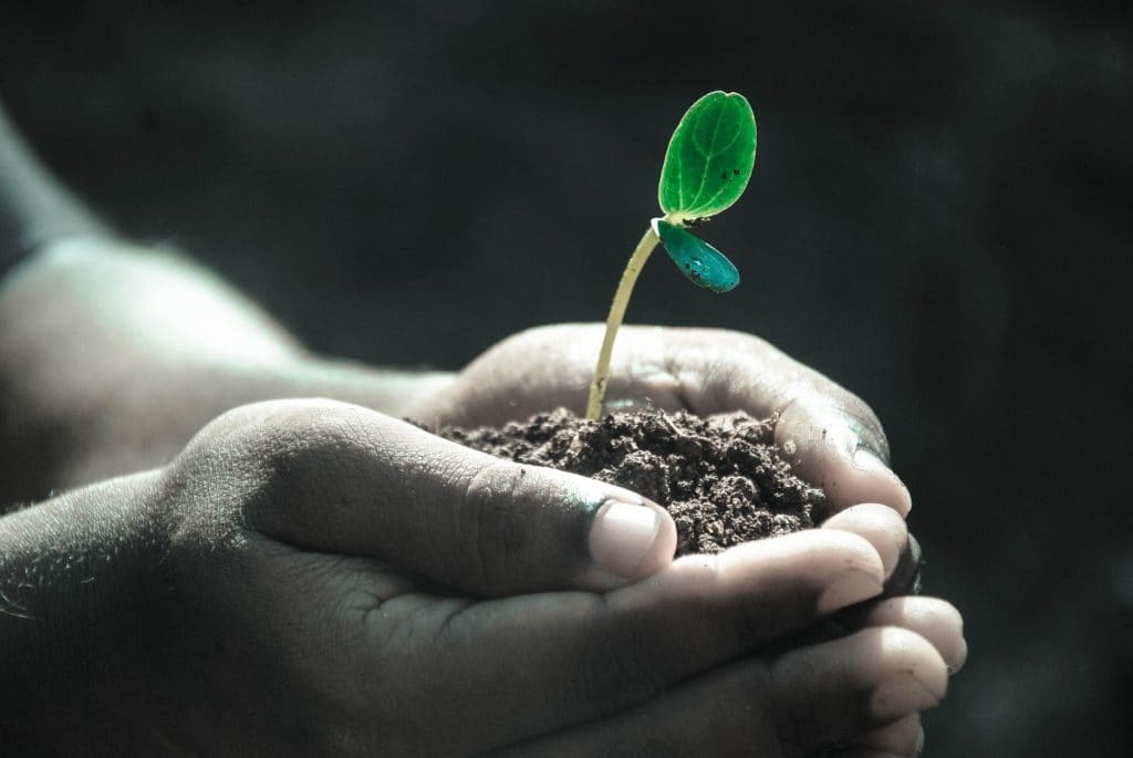 ¿Por qué tenemos plagas y enfermedades en las plantas?