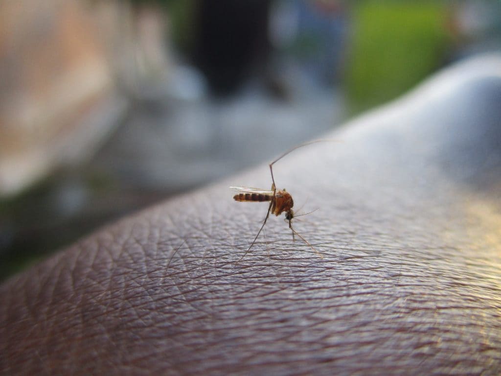 como evitar picaduras de mosquitos este verano