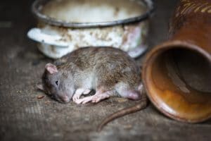 las ratas no sean las culpables de la peste negra