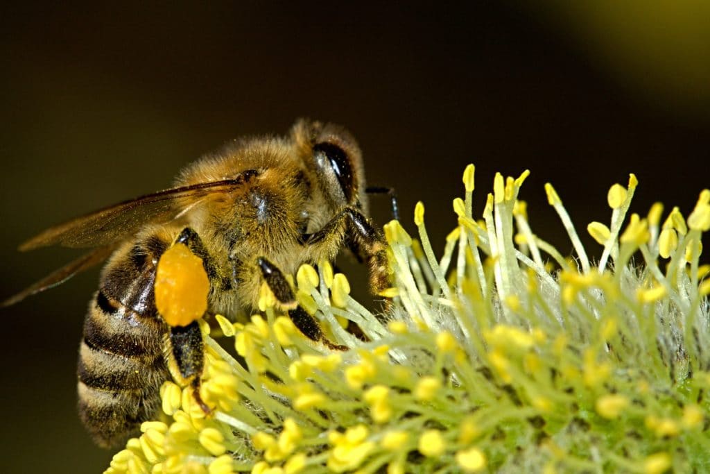 CÓMO DESHACERNOS DE LAS ABEJAS SIN MATARLAS