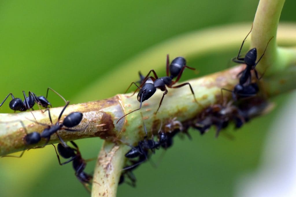 La diferencia entre plagas de hormigas de interiores y exteriores