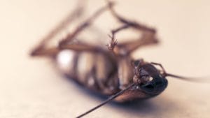 ¿Deberías preocuparte por una cucaracha en casa?