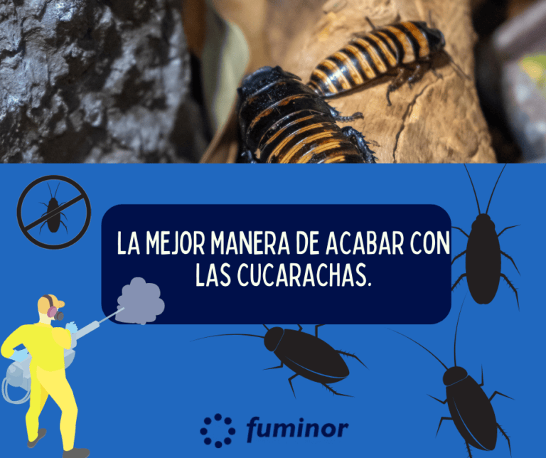 Fumigar cucarachas