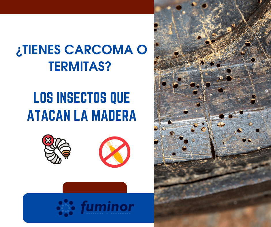 carcoma o termitas