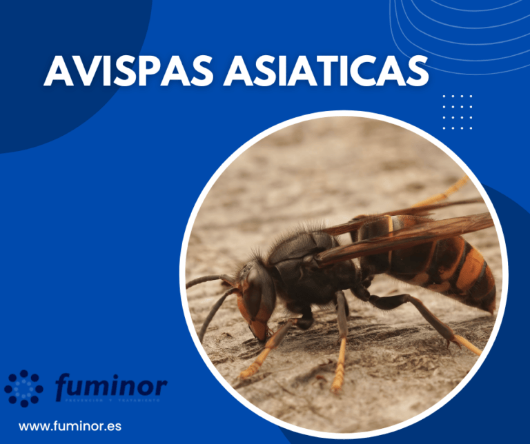 Avispa asiática.