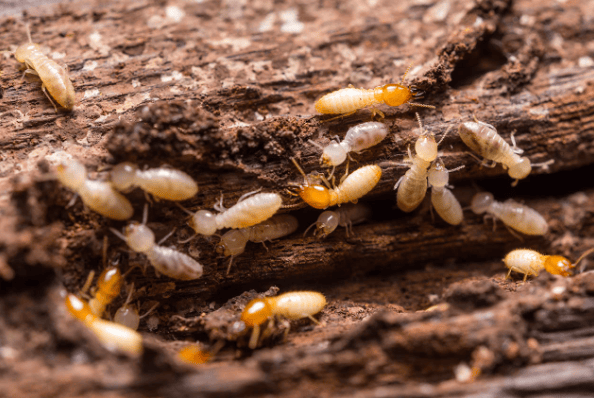 especies de termitas que habitan en España.