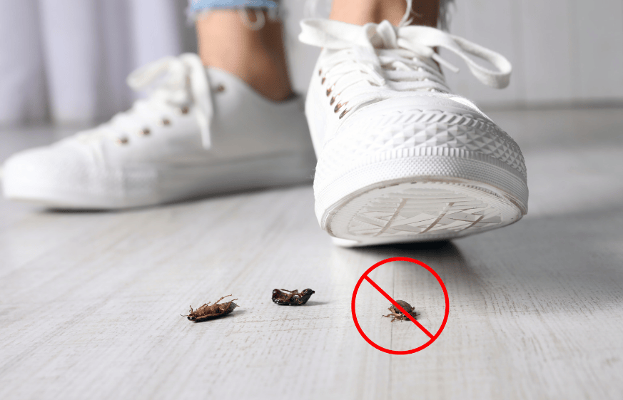 ¿Por qué no debes pisar las cucarachas?