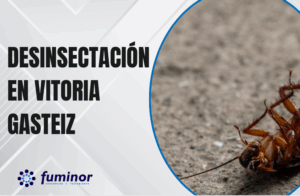 Desinsectación en Vitoria Gasteiz