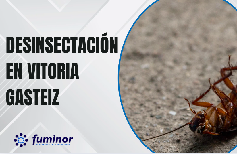 Desinsectación en Vitoria Gasteiz