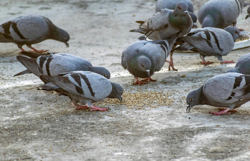 Tratamientos de control de aves