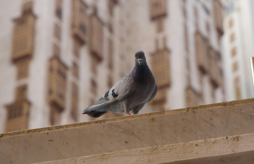 Control de aves FUMINOR