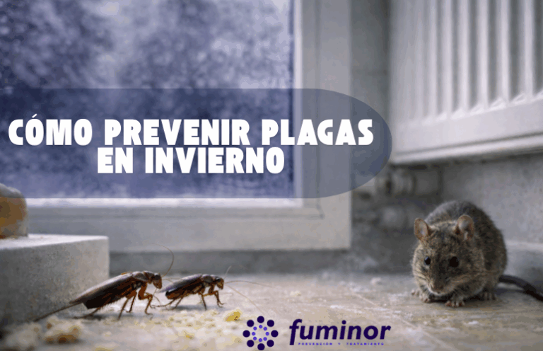Cómo prevenir plagas en invierno