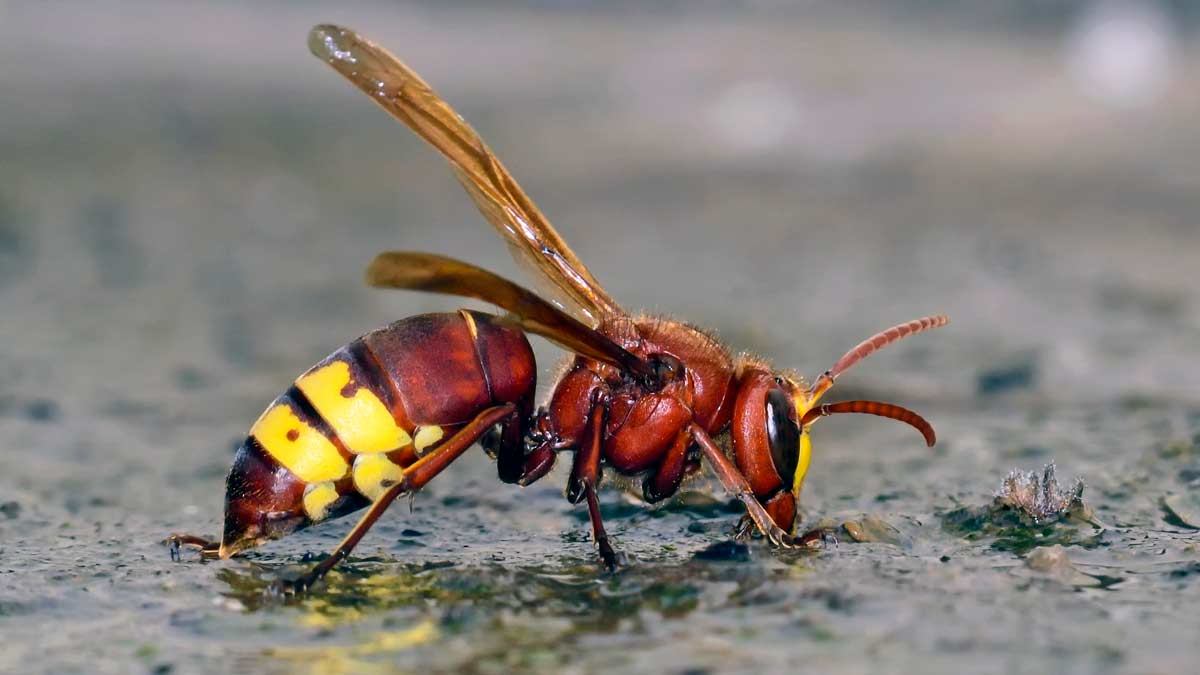 Vespa velutina vista lateral